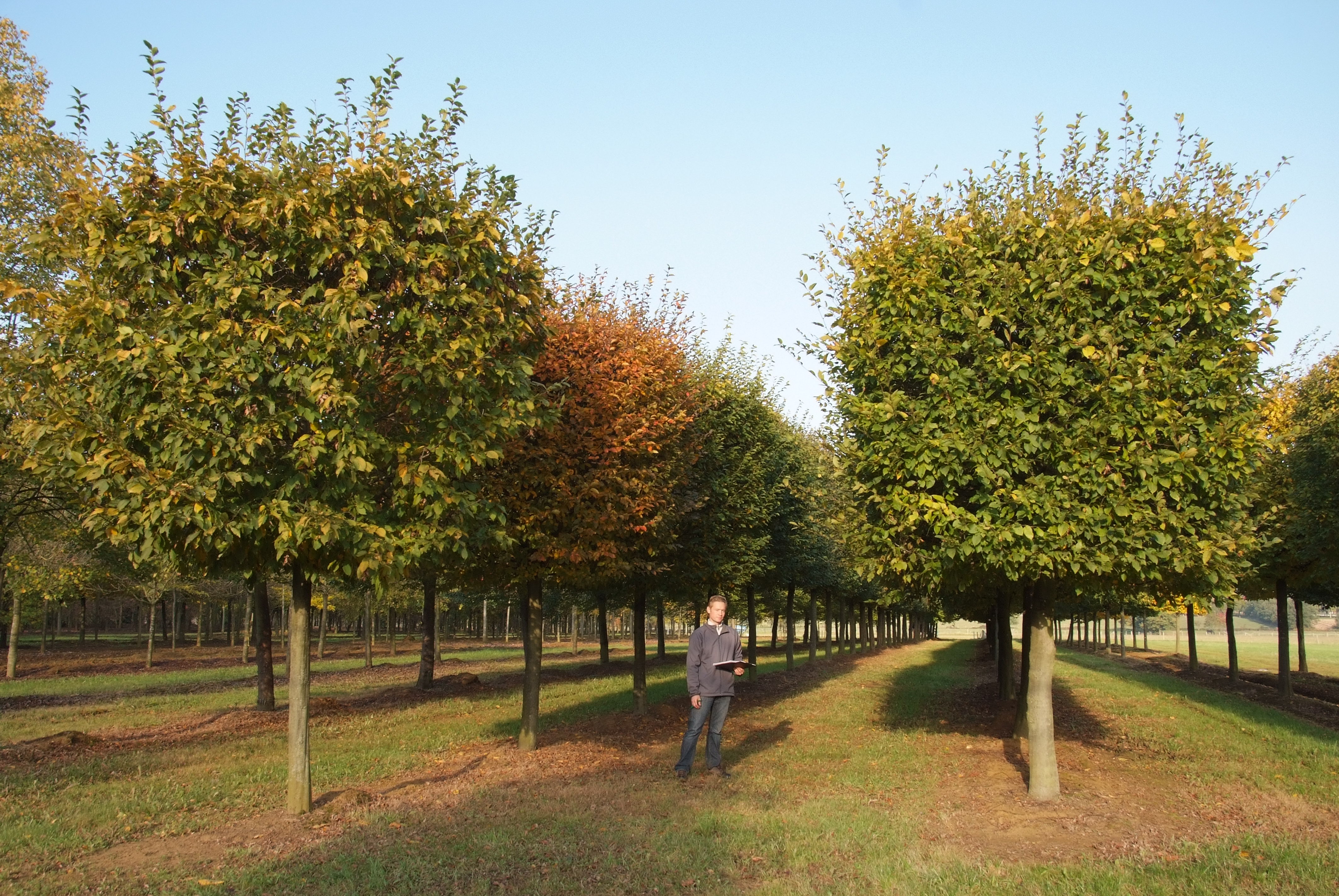 კავკასიური რცხილა